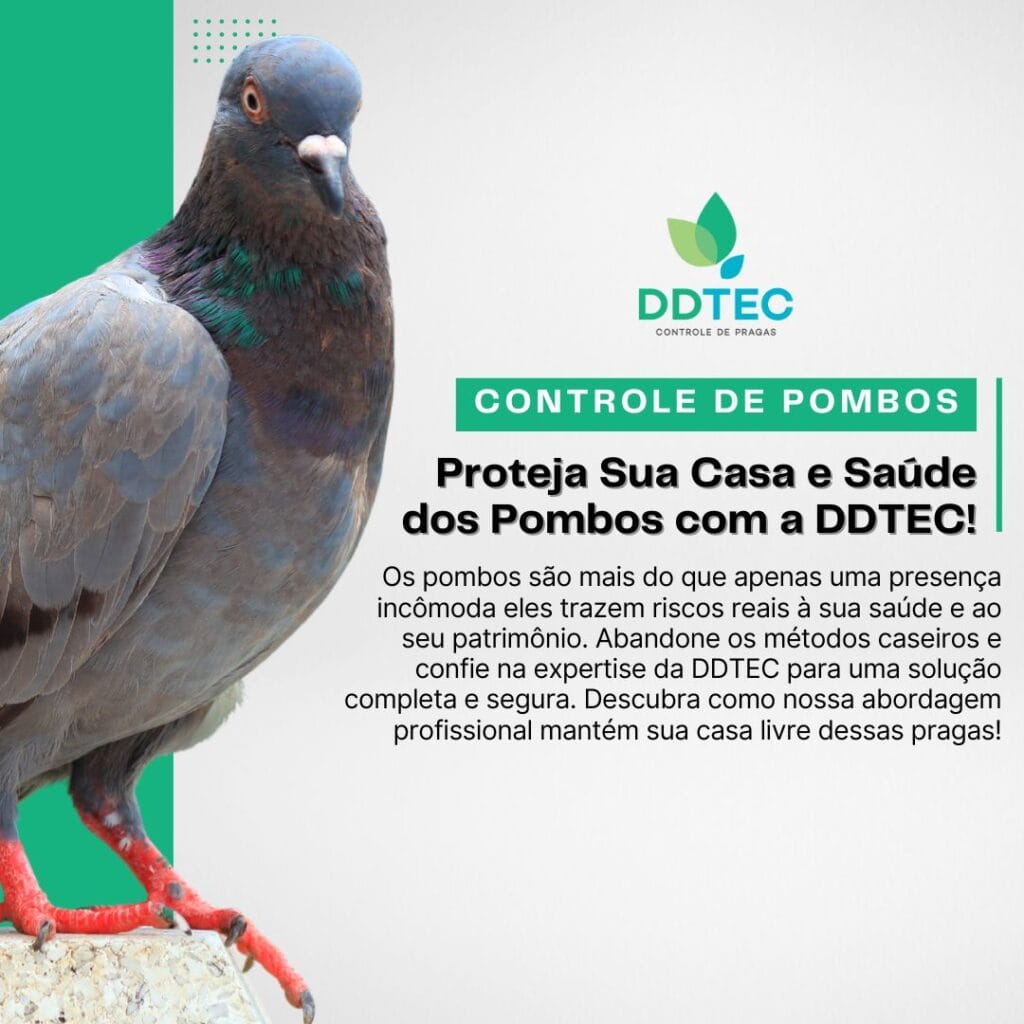 Controle de Pombos em Curitiba: Proteja Sua Saúde e Patrimônio com a DDTEC