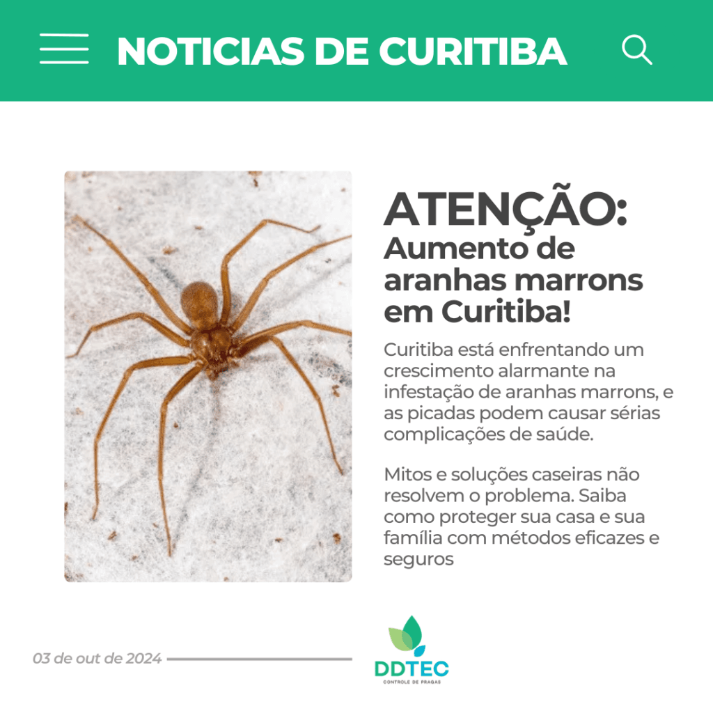 Aumento de Aranhas Marrons em Curitiba: Perigos, Mitos e a Solução Eficaz