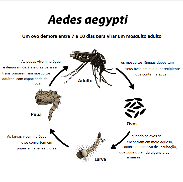 Ciclo de vida do Aedes aegypti mostrando as etapas de ovo, larva, pupa e mosquito adulto, destacando o tempo de desenvolvimento de 7 a 10 dias e o ambiente aquático necessário para a reprodução.