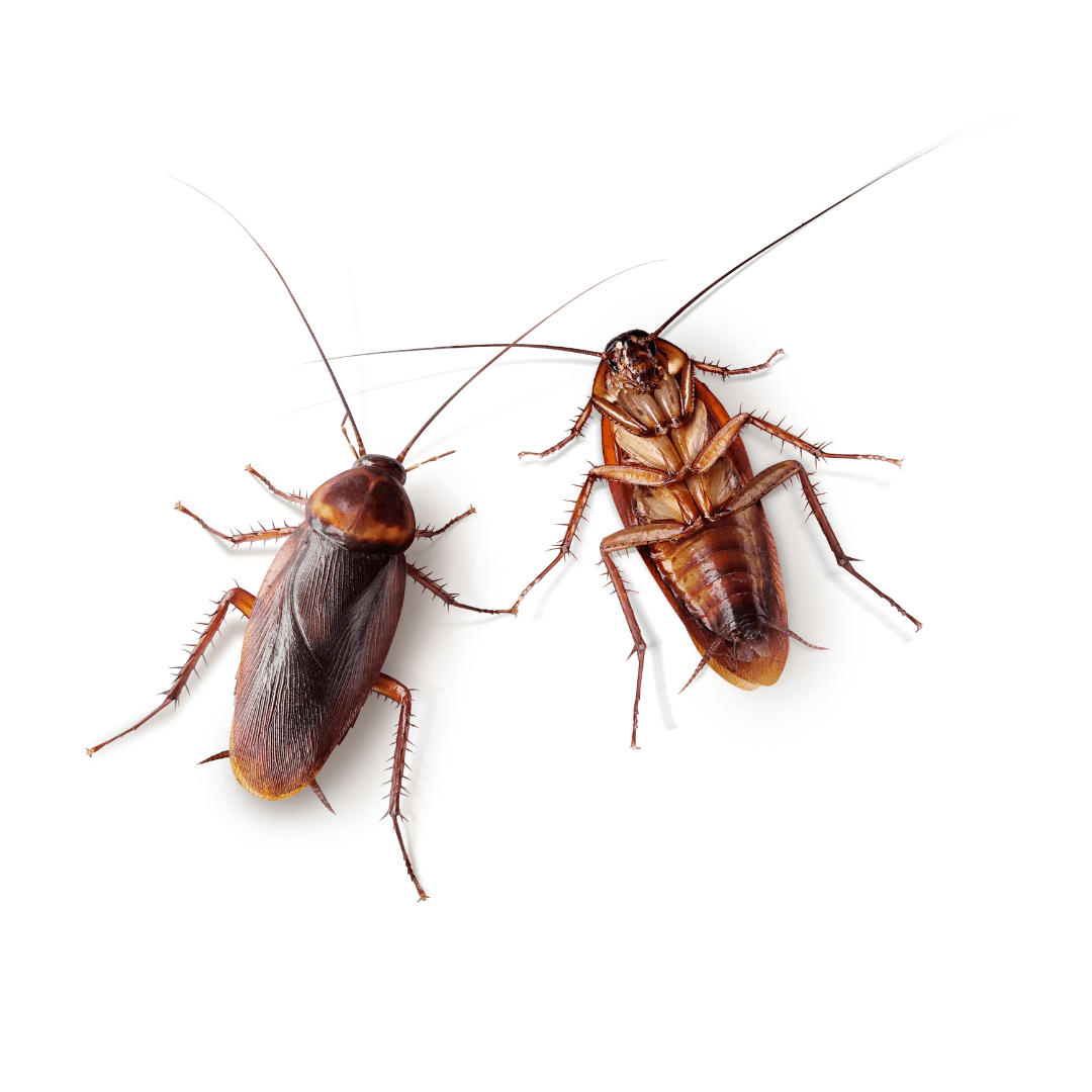 Dedetização de baratas