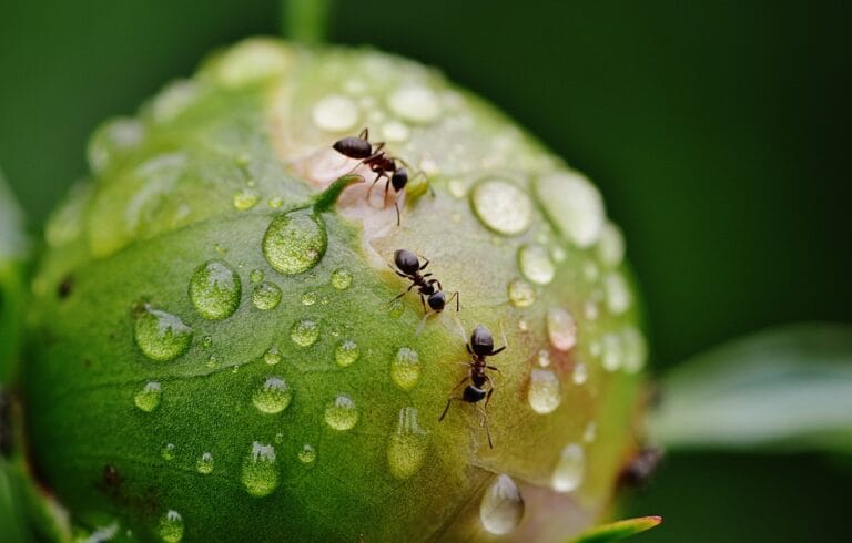 Três formigas caminhando sobre uma superfície verde com gotas de água, em um ambiente natural.
