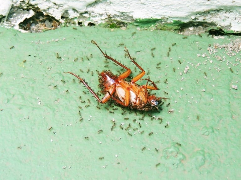 Formigas atacando uma barata morta em um chão verde, demonstrando comportamento de forrageamento e infestação.