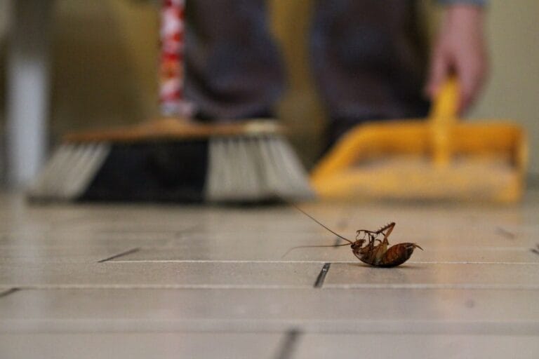 Barata morta em um piso sendo limpa com vassoura e pá de lixo ao fundo, simbolizando medidas de higiene e controle de pragas.