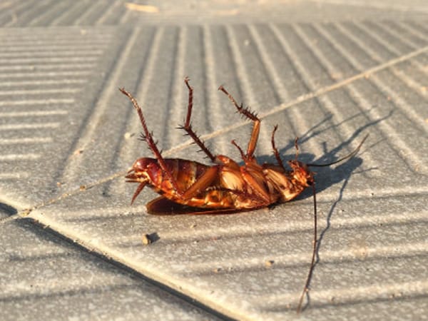 Close-up de cupins em madeira, mostrando colônia ativa e danos causados por infestação