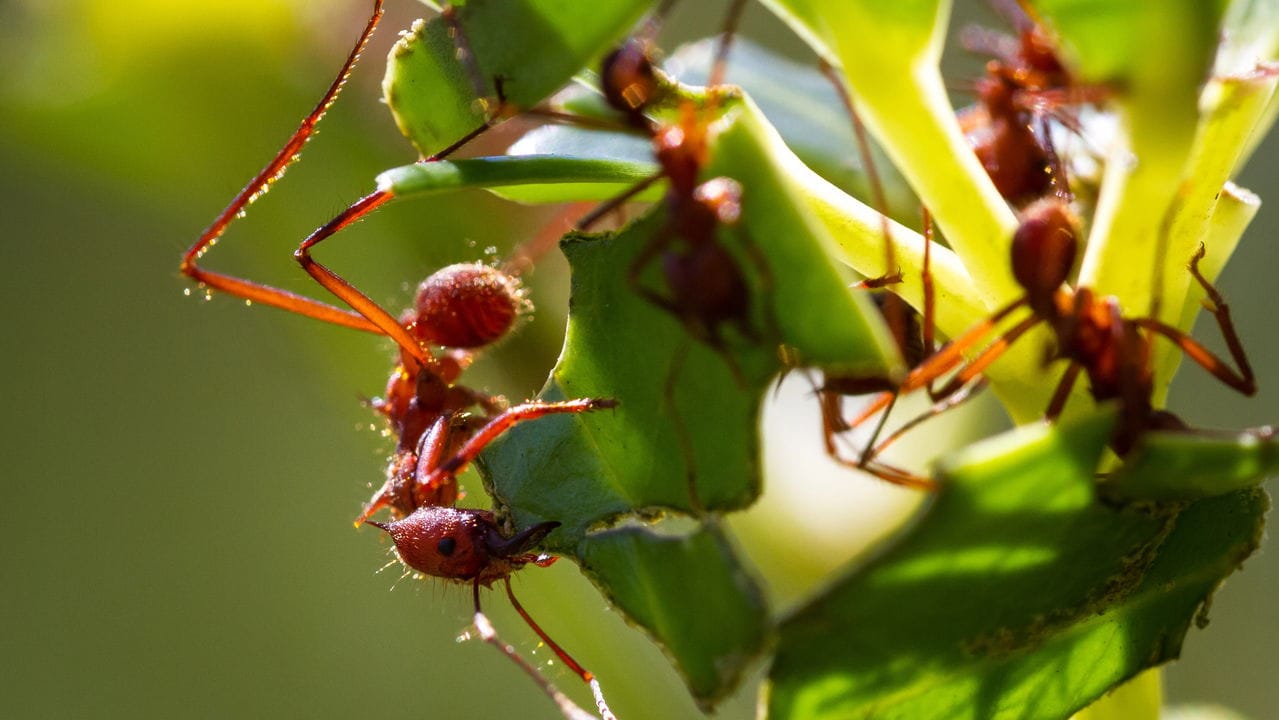 Formiga de jardim cortando folhas para levar ao formigueiro, mostrando seu comportamento natural e impacto nas plantas.