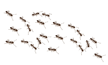 Desinsetização de formigas