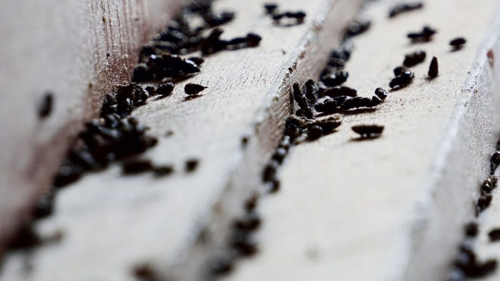 Fezes de ratos acumuladas em uma superfície de madeira, um dos principais sinais de infestação que indicam a necessidade de desratização