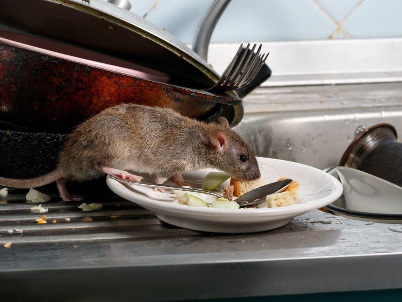 Rato em cima de uma pia suja, com restos de comida em um prato, representando o risco de infestações e a importância da desratização em Curitiba.