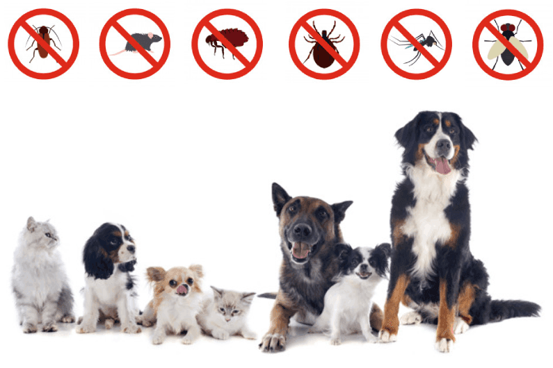 Imagem de cães e gatos sentados lado a lado sob ícones de pragas urbanas com símbolo de proibido, representando dedetização pet friendly em Curitiba.