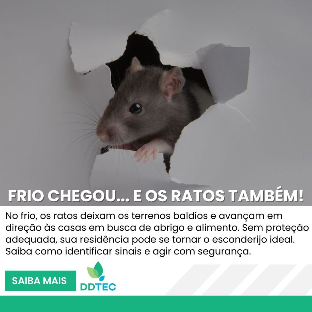Rato saindo de buraco na parede com texto "Frio chegou... e os ratos também!", alertando sobre infestações no inverno em Curitiba.